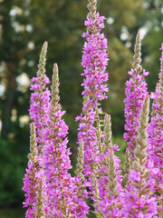 Gardening: pink flowers of purple loosestrife (Lythrum salicaria), inflorescences organized in decorative spikes, blurred background