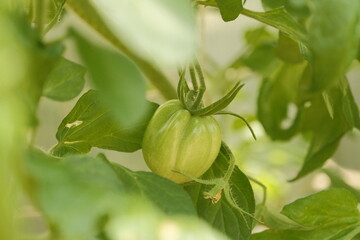 Tomatoes growing on a plant in the garden 