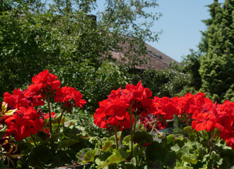 Gardening on the balcony:fresh red geranium flowers, summer decor, blurred background
