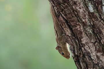 Obraz premium Indian Palm Squirrel Northern Palm Squirrel or Chipmunk in a Natural Outdoor Environment