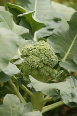 Broccoli plant