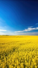 Fototapeta premium A bright yellow field of rapeseed swaying gently in the breeze beneath a vast expanse of clear blue sky on a warm sunny day