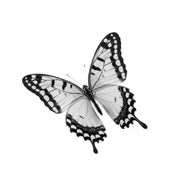 Elegant Black and White Butterfly: A Stunning Nature Close-Up