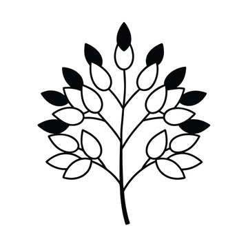 a cassia tree with symmetrical flower pods and wid