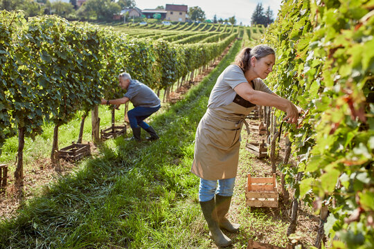 Mature farmers working together in vineyard