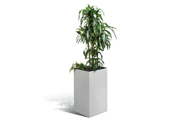 Green houseplant in flowerpot isolated on white