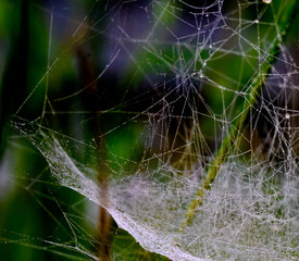 A spider web coated in morning dew, looking like tiny gems were hung into the air