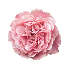 pink rose with raindrops inflorescence cutout on transparent background