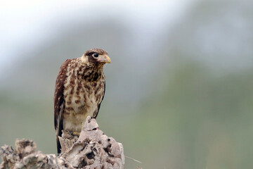 young Yellow-headed Caracara (Milvago chimachima), isolated; perched on a cactus in northeastern Brazil