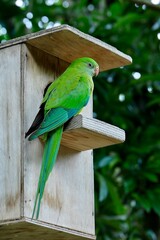 Superb Parrot  returns to its nest box