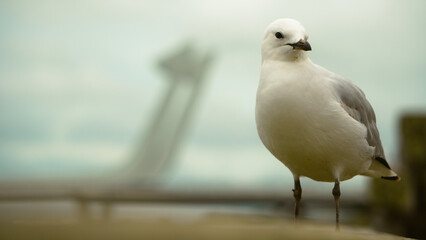 Seagull in Whangarei