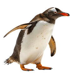 Fototapeta premium Penguin PNG Cute Antarctic Bird Isolated on White Background
