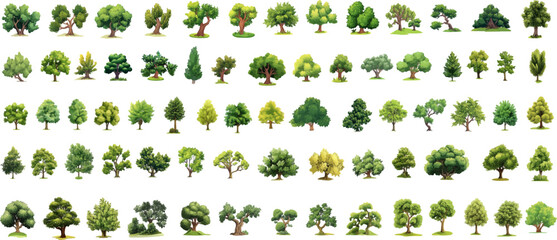Fototapeta premium Hand drawn landscaping tree, hand drawn tree illustration