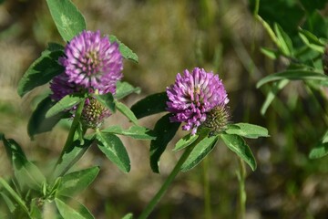 Purple clovers are blossoming in a meadow in sunny summer day.
