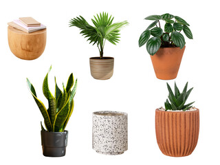 indoor plants