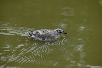 A cute baby seagull is swimming in a little pond in nature in sunny summer day.