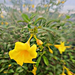 yellow Beautiful Flower