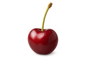 Ripe red cherry with stem on transparent background