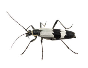 A black and white longhorn beetle with distinctive banded markings on its wing covers and elongated antennae.
