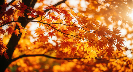 Close up of autumn maple leaves bathed in sunlight.