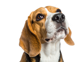 A close-up of a beagle dog looking upward with expressive eyes and floppy ears.