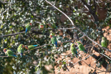 Groupe d'inséparables perché dans un arbre