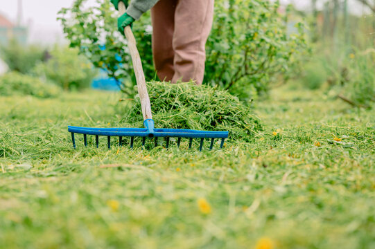 Person raking grass in a vegetable garden during summer on a farm