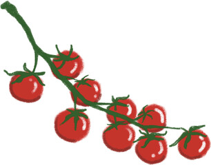 2025_채소_토마토2