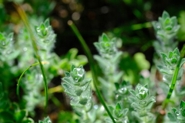 Fuzzy green wild plant with tiny leaves and water droplets