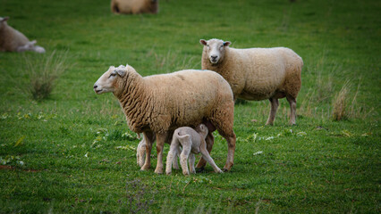 Lambs nursing from ewe in a green grassy field