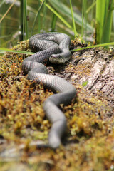 European grass snake (Natrix natrix) laying in warm sun on moss covered trunk near pond