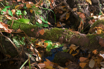 real wilderness, stream, moss