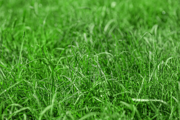 Grass in focus and out of focus. Green lawn with water drops.