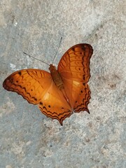 butterfly on stone
