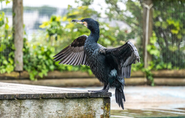 A great cormorant with spread wings and one clipped wing, in a zoo.