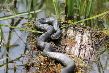 European grass snake (Natrix natrix) laying in warm sun on moss covered trunk near pond