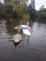 swans on the lake