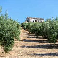 Olivos, Jaén