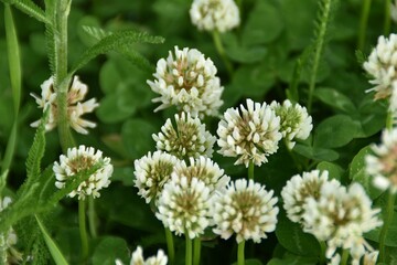 Fototapeta premium White clovers are blossoming in nature in sunny summer day.