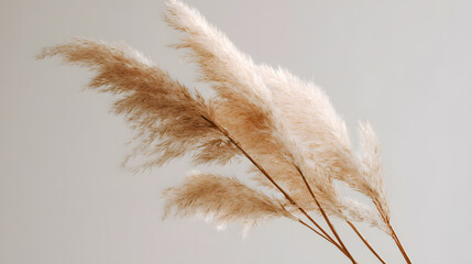 Minimal beige pampas grass bouquet on white backdrop