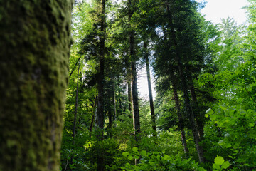 Lush green forest with tall trees and a natural canopy