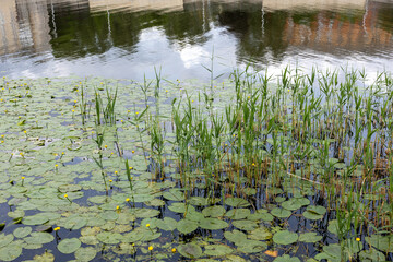 Aquatic plants with lily pads and yellow flowers growing on calm city pond with building reflections on water surface