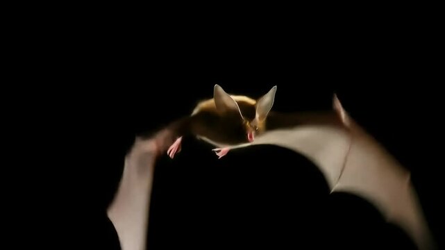 Flying Brown Bat on Black Background. Generative ai