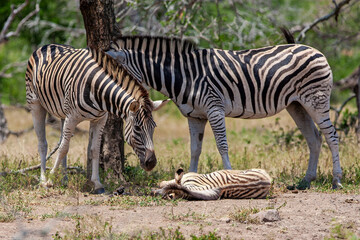 Zebras in the Kruger National Park, South Africa