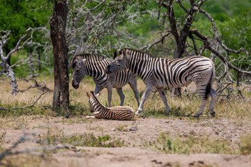 Zebras in the Kruger National Park, South Africa