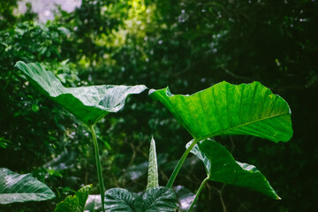 Large green tropical leaves growing in lush, dense forest vegetation with diffused sunlight.

