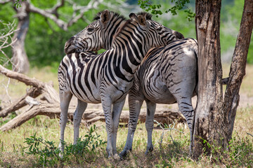 Zebras in the Kruger National Park, South Africa
