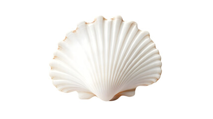 seashell isolated on white background