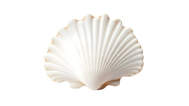 Pretty white scallops shell, isolated on white background.