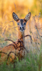 Roe deer, capreolus capreolus, forages and looks around the misty meadow in the early morning. Unconscious female wild animals with orange fur grazing on the hay field in summer.